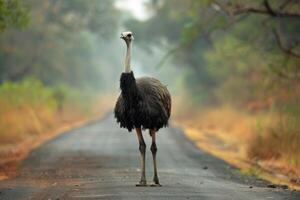 AI generated Ostrich standing on the road near forest at early morning or evening time. Road hazards, wildlife and transport. - photo