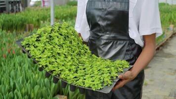 planta de semillero en el manos de un florista vestido en un blanco camisa y negro delantal. de cerca ver de plantas y manos video