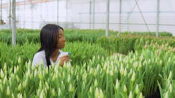 Care of tulips in the greenhouse. Growing high quality flowers video