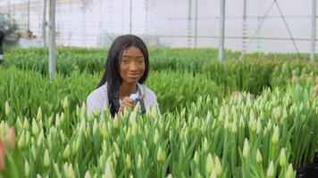 uma jovem lindo africano americano florista com grandes em linha reta cabelo vestido dentro uma branco camisa e Preto avental senta perto branco tulipas e sprays eles com água a partir de uma mão pulverizador video