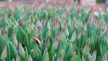 växande röd tulpaner för försäljning i blomma butiker. estetik av blommor video