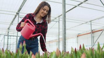 Joyful young woman florist with a smile sips red tulips with unblown buds from a red watering can video