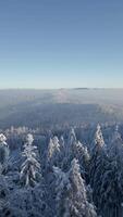 Aerial view of beautiful frosty mountain forest landscape video