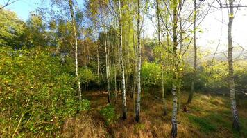 lindo outono dentro a bétula floresta. aéreo. video