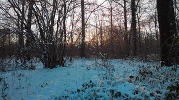 snöig skog i de sent eftermiddag i vinter- video