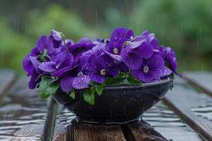 AI generated Purple violets in a black plastic bowl on a wet wooden garden table. photo