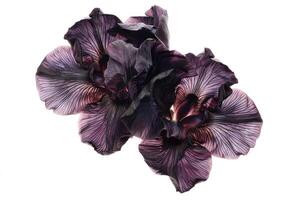 AI generated Beautiful dark purple iris flower isolated on white background. photo