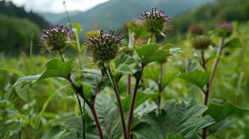 AI generated Beautiful growing flower burdock thistle on background meadow photo