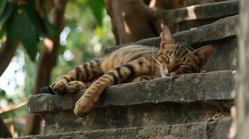 AI generated Cat relaxing on stairs with a tree behind it, in the style of Buddhist art and architecture. photo