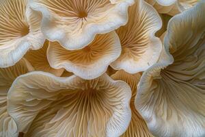 AI generated Close up of gills of Oyster mushroom, Pleurotus ostreatus. photo