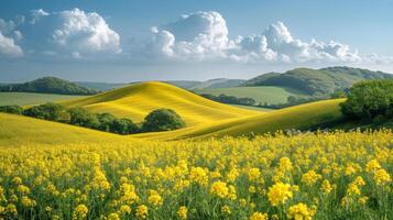 ai generado campo de amarillo flores debajo azul cielo foto