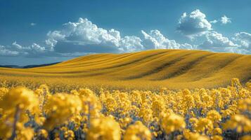 ai generado campo de amarillo flores debajo azul cielo foto