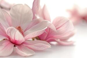 ai generado rosado magnolia flor aislado en blanco antecedentes foto