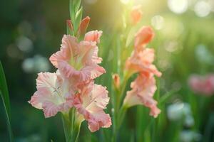 AI generated Gladiolus in garden close up. photo