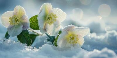 ai generado helleborus flores con nieve en jardín, eléboro invierno Rosa floraciones foto