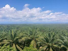 palm trees in the middle of a forest photo