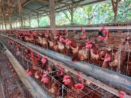 laying chicken farming business with modern cages photo