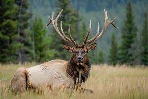 AI generated Deer with large antlers in a meadow in the summer. photo