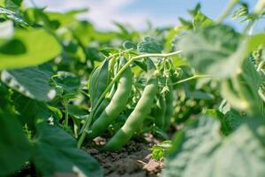 AI generated Green beans growing in a garden in summer. photo