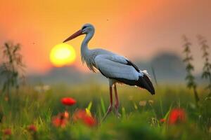 AI generated White stork ciconia ciconia the bird is walking in the meadow dawn. photo