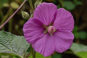 ai generado de cerca de rosado floración planta. farbitis purpúrea, ipomea purpurea. foto