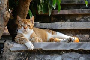 AI generated Cat relaxing on stairs with a tree behind it, in the style of Buddhist art and architecture. photo