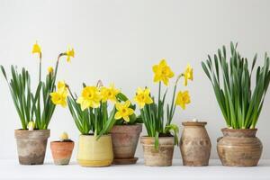 AI generated First spring flowers, daffodil plants in bulbs and pots. photo