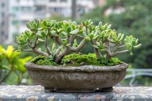 AI generated Green portulacaria afra in brown pot. photo