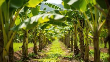 AI generated Banana tree plantation in nature with daylight. Industrial scale banana cultivation for worldwide export. photo