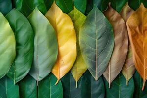 AI generated Closeup leaves in different color and age . Line of colorful leaves in spring autumn fall season. photo