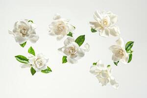 AI generated Beautiful white gardenia flower blooming on white background photo