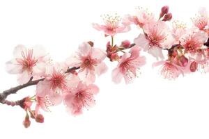 AI generated Pink cherry blossom on white background photo