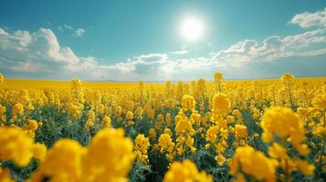 ai generado campo de amarillo flores debajo azul cielo foto