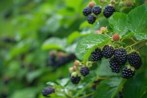 AI generated Blackberry on the bush in the farm garden photo
