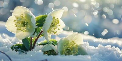 AI generated Helleborus Flowers with snow in garden, Hellebore winter rose blooms photo