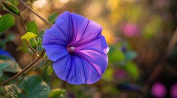 AI generated Closeup of blue and purple morning glory flowers and foliage. Selective focus. photo