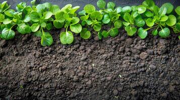 ai generado un cerca arriba de un planta creciente fuera de suciedad foto