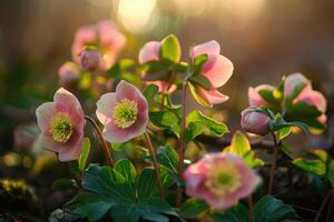 AI generated Evergreen perennial hellebore bloom in late winter to early spring. photo