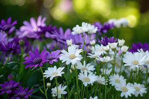 AI generated White and purple flowers in the park on a sunny day. photo