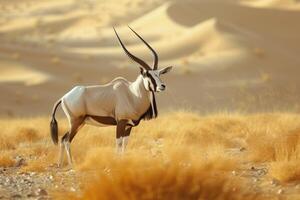 AI generated Arabian oryx antelope standing in the middle of a desert photo