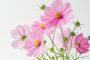 AI generated Growing cosmos flower like a bouquet with big leaves and, a white background. photo