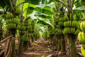 ai generado plátano árbol plantación en naturaleza con luz. industrial escala plátano cultivo para en todo el mundo exportar. foto