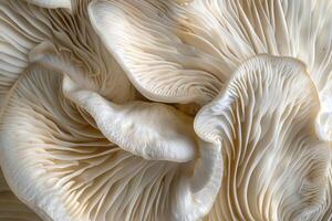 AI generated Close up of gills of Oyster mushroom, Pleurotus ostreatus. photo