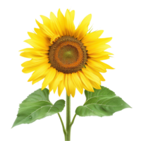 AI generated Beautiful Flowering Sunflower in the Field Isolated on Transparent Background, Capturing the Vibrant Beauty of Nature's Summer Bloom generative AI png