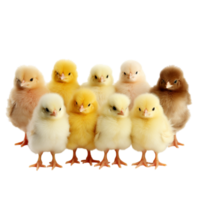 AI generated Many Cute Chicks Hatching and Peeping Isolated on Transparent Background, generative AI png