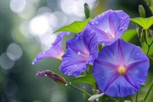 AI generated Closeup of blue and purple morning glory flowers and foliage. Selective focus. photo