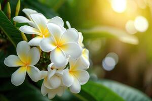 AI generated White plumeria blooming on trees, Tropical flower. photo