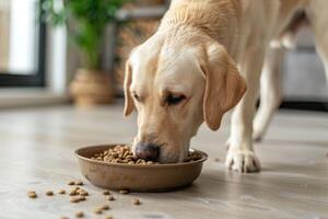 AI generated Cute labrador eating dry food from bowl. photo