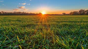 AI generated Sun Setting Over Field of Grass photo