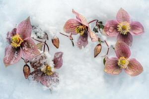 ai generado helleborus flores con nieve en jardín, eléboro invierno Rosa floraciones foto